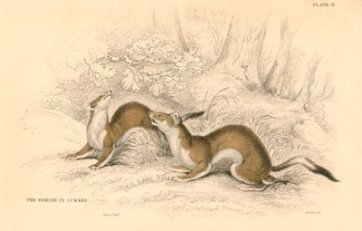Armiño Mustela erminea, miembro de la familia de las comadrejas de Unbekannt