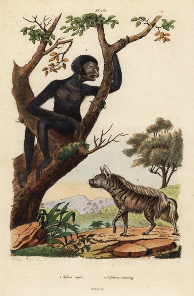 Hiena rayada, Hyaena hyaena 1, y siamang, Symphalangus syndactylus, en peligro 2 de Unbekannt