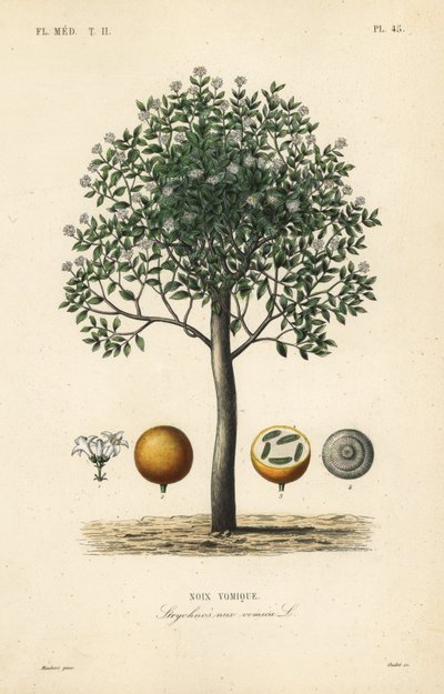 Árbol de estricnina, nuez vómica, nuez venenosa o semen strychnos, Strychnos nux-vomica, Noix vomique de Unbekannt