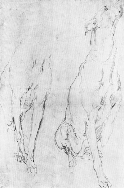Estudio para el galgo en el retrato del Duque de Richmond de Unbekannt
