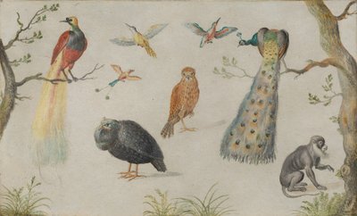 Estudio de aves y mono, 1660-1670 de Unbekannt