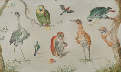 Estudio de aves y monos, 1660-1670 de Unbekannt