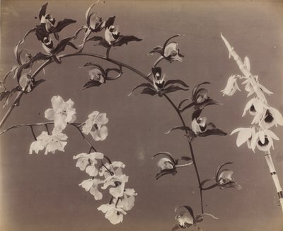 Estudio de Orquídeas, c. 1870s de Unbekannt