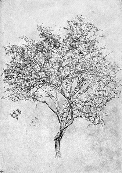 Estudio de un limonero, 1899 de Unbekannt