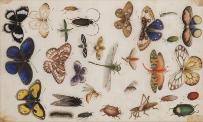 Estudio de mariposas e insectos de Unbekannt