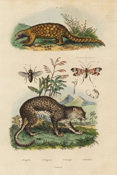 Pangolín de Sunda, Manis javanica, en peligro crítico 1, leopardo, Panthera pardus 4, tábano, Tabanus rostratus 3, mosca escorpión, Panorpa communis 3 de Unbekannt