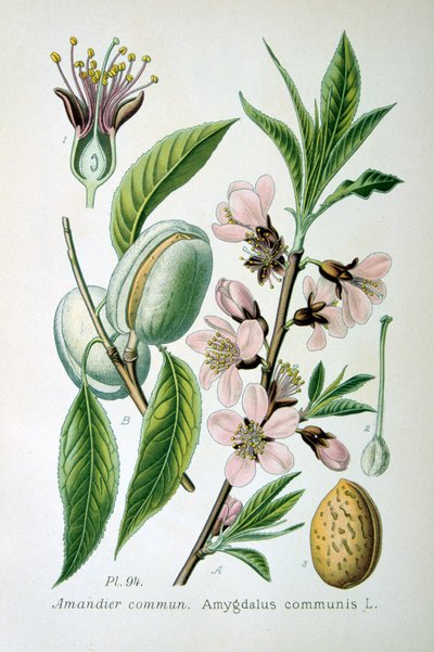 Almendra dulce, 1893 de Unbekannt