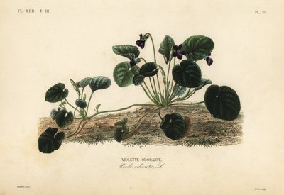 Violeta dulce o violeta de jardín, Viola odorata de Unbekannt