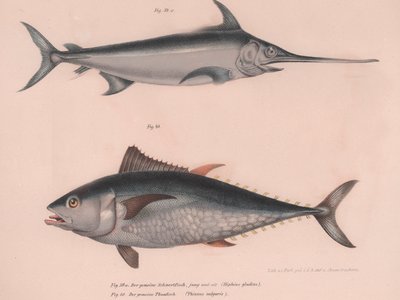 Pez espada Hiphias gladius, Thinnus bulgaris, c.1850s de Unbekannt