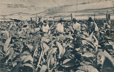 Tabaco bajo toldo. Tabaco cultivado a la sombra - Cuba, c1900 de Unbekannt