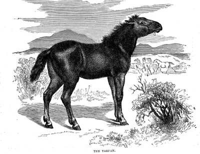 Tarpan, 1884 de Unbekannt