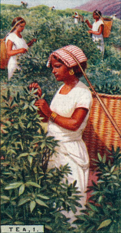 Té, 1. - Recolección de las hojas, Ceilán, 1928 de Unbekannt