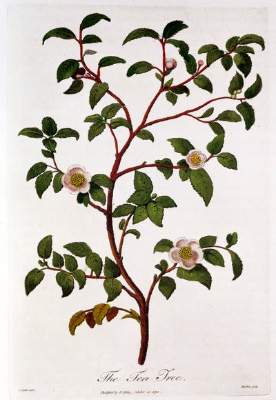 Té: rama de Camellia sinensis de Unbekannt