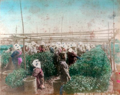 Recolección de té, Japón de Unbekannt