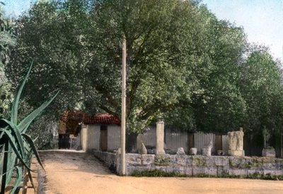 Árbol de terebinto, Hammam Meskoutine, Argelia de Unbekannt