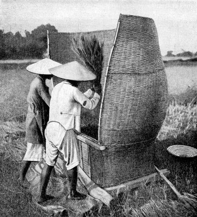 El modo anamita de cosechar y trillar arroz, Annam, Vietnam, 1922 de Unbekannt