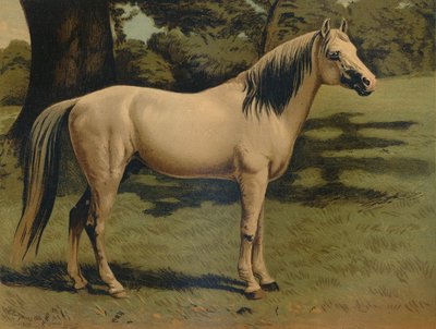 El caballo árabe del General Sir Hope Grant, c1879 de Unbekannt