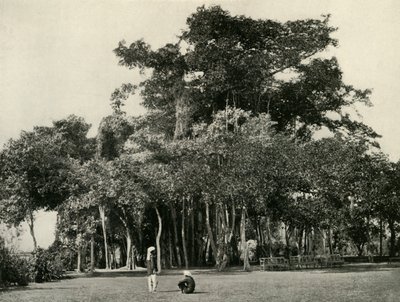 El árbol de Banyan, Barrackpore, 1870, 1925 de Unbekannt