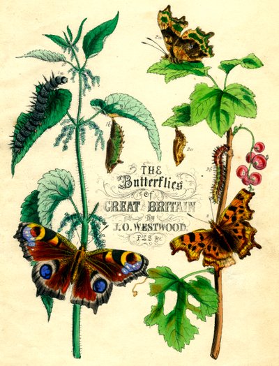 Las mariposas de Gran Bretaña, c1855 de Unbekannt