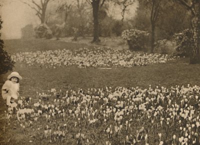 La alfombra de crocus de primavera, c. 1935 de Unbekannt