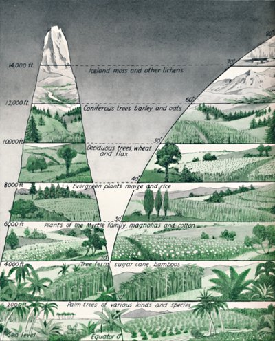 Las diferentes zonas de vegetación, 1935 de Unbekannt