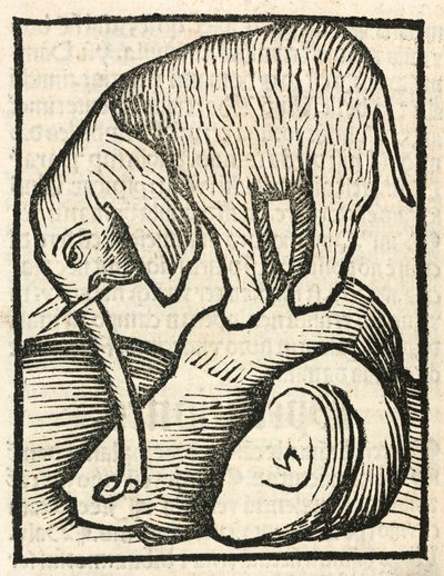 El elefante de Unbekannt