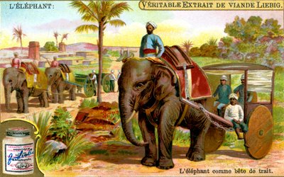 El elefante como animal de tiro, c. 1900 de Unbekannt