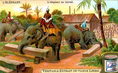 El elefante en el trabajo, c1900 de Unbekannt
