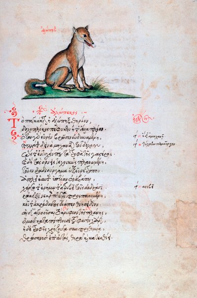El Zorro, 1564 de Unbekannt