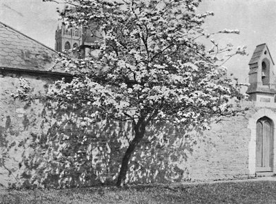 El Espino de Glastonbury, 1902 de Unbekannt