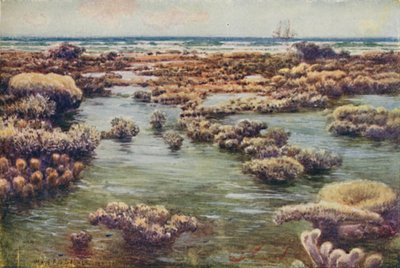 La Gran Barrera de Coral, 1923 de Unbekannt