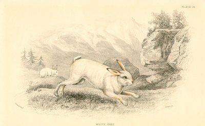 La liebre Lepus europaeus de Unbekannt