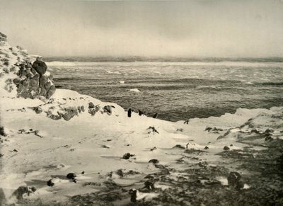 El Último de los Pingüinos Justo Antes de su Migración en Marzo, c1908, 1909 de Unbekannt
