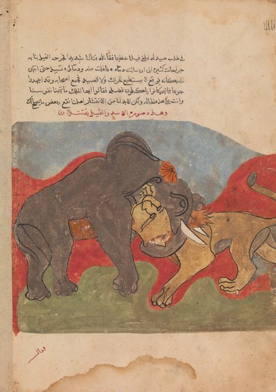 El León y el Elefante Luchando, Folio de un Kalila wa Dimna, siglo XVIII de Unbekannt