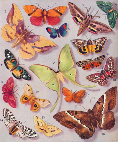 La magnífica coloración de algunas polillas, 1935 de Unbekannt