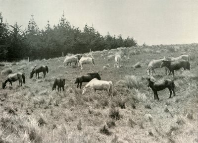 Los ponis manchurianos en la Isla Quail, Puerto Lyttelton, c1907 de Unbekannt