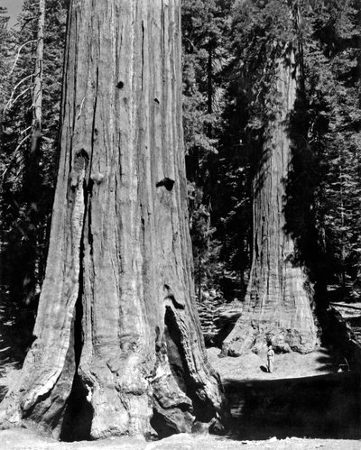 El Bosque Mariposa en Yosemite de Unbekannt