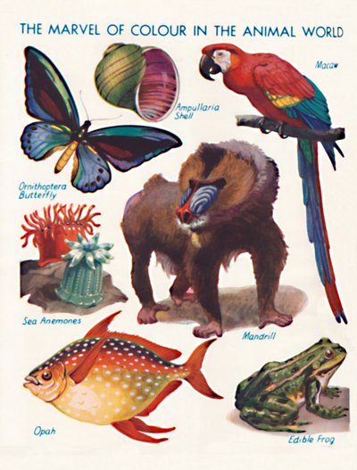 La maravilla del color en el mundo animal de Unbekannt