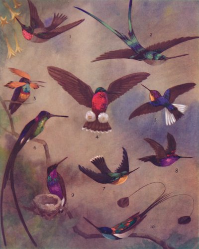 El maravilloso color de los colibríes, 1935 de Unbekannt