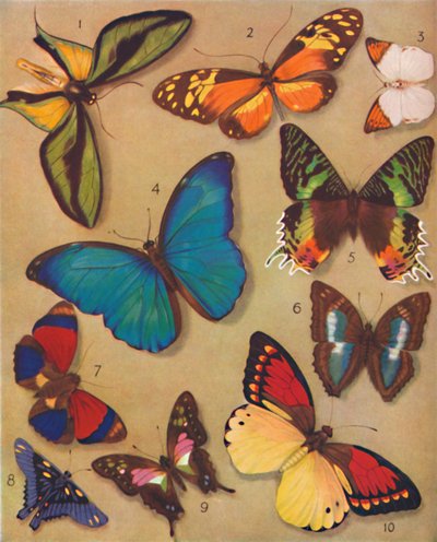 El maravilloso color de las mariposas, 1935 de Unbekannt