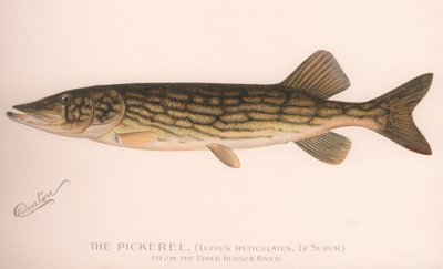El lucio Lucius Reticulatus. Le Sueur, c. 1920s de Unbekannt