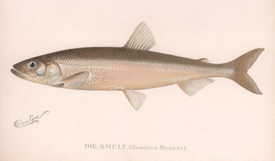 El Smeet Osmerus Mordax, c.1920s de Unbekannt