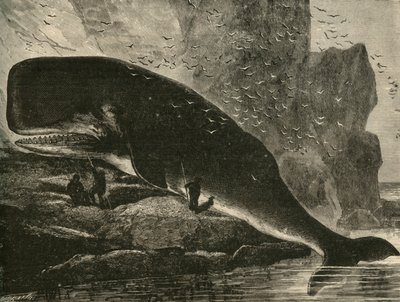 El Cachalote, 1882 de Unbekannt