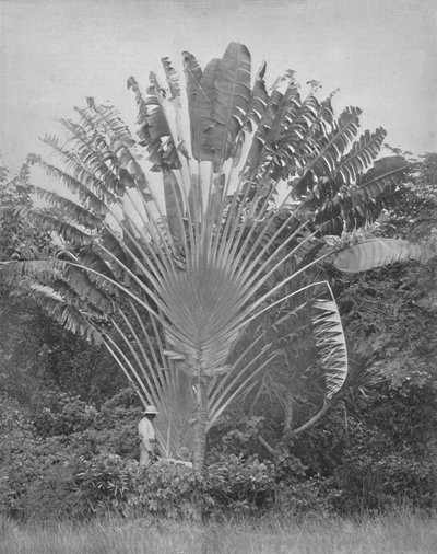 La palma de los viajeros, siglo XIX de Unbekannt