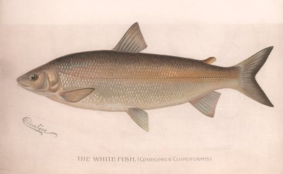 El pez blanco Coregonus Clupeiformis de Unbekannt