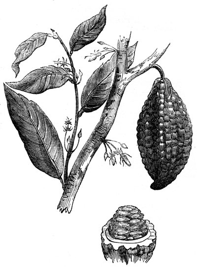 El árbol de nuez de chocolate, 1886 de Unbekannt