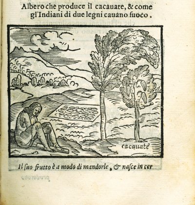 El árbol de cacao. De Historia del Mondo Nuovo por Girolamo Benzoni, 1563 de Unbekannt