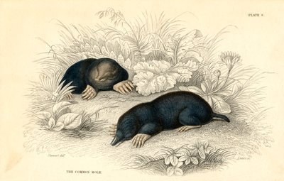 El topo común Talpa europea, 1828 de Unbekannt