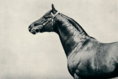 La cabeza del caballo de carreras pura sangre, Radium, c1910 de Unbekannt