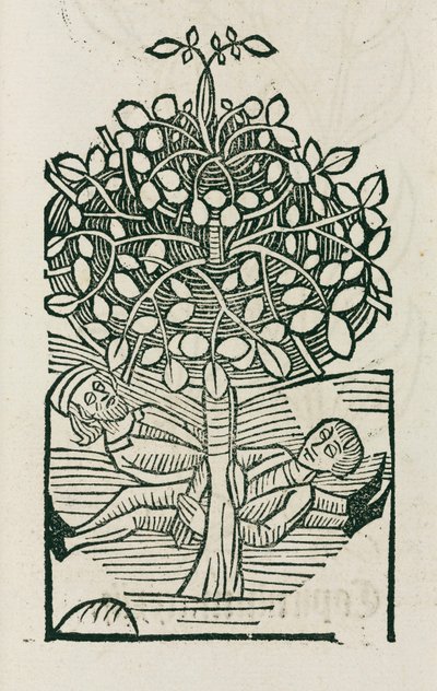 El árbol narcótico 